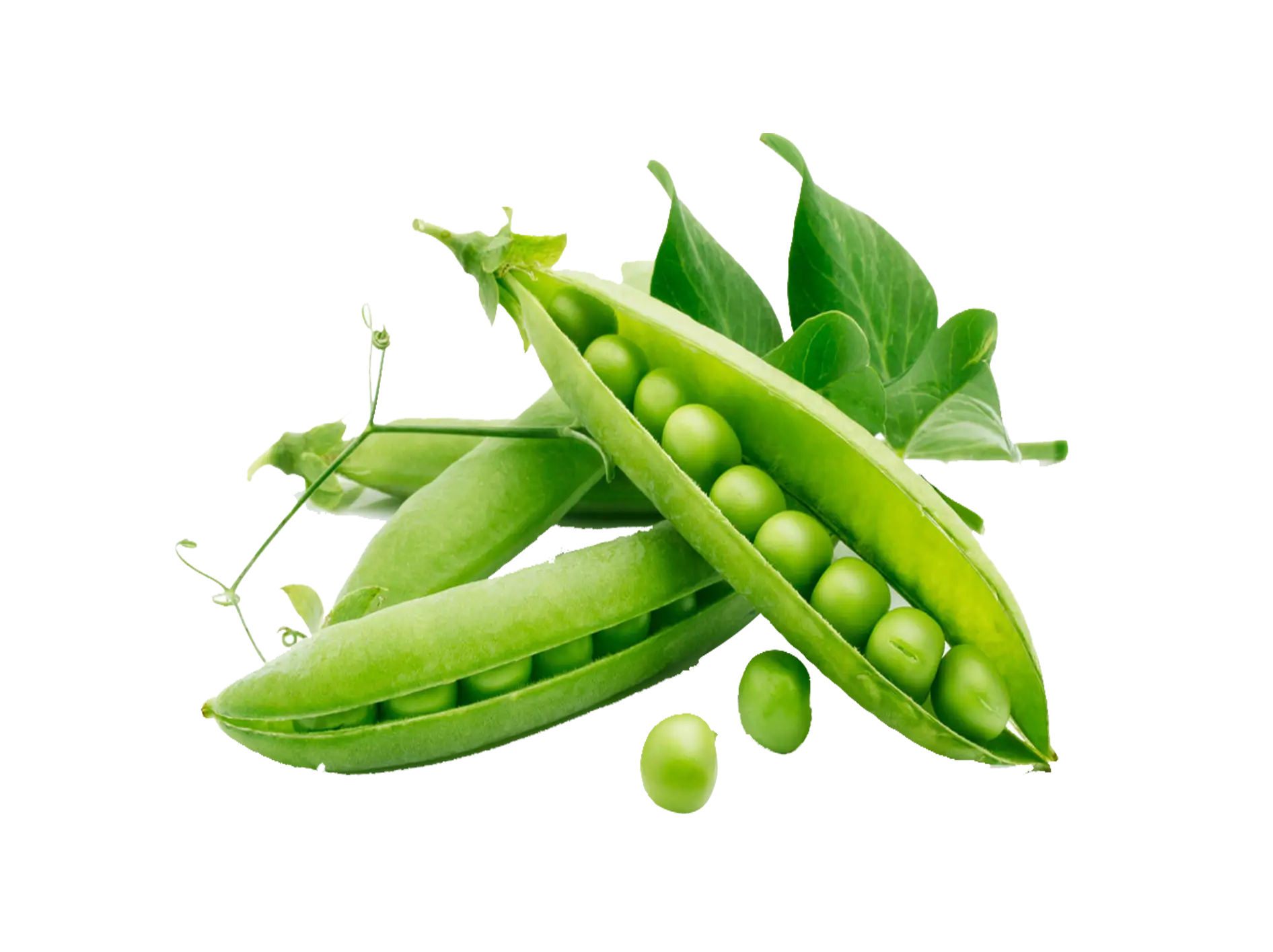 Fresh Green Peas in Pods