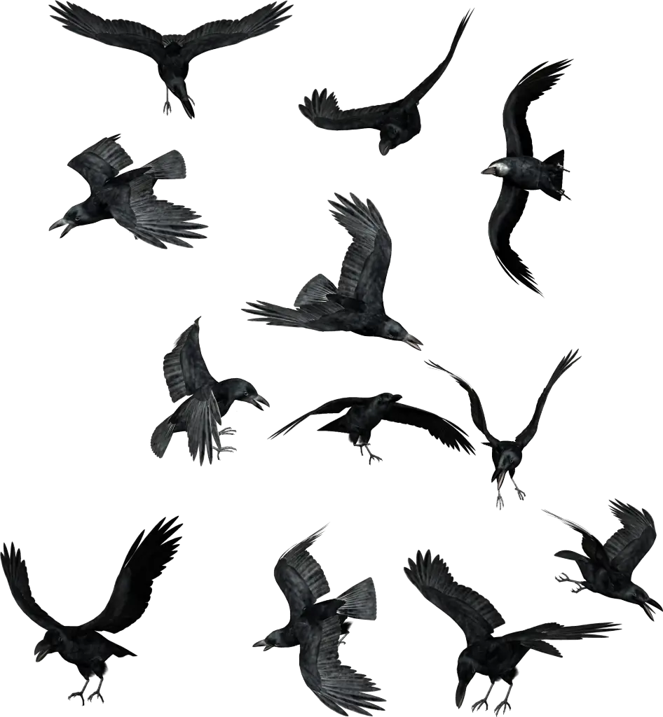 Flock of Flying Ravens Illustration