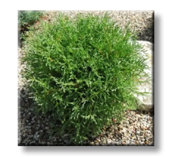 Green Shrub in a Garden