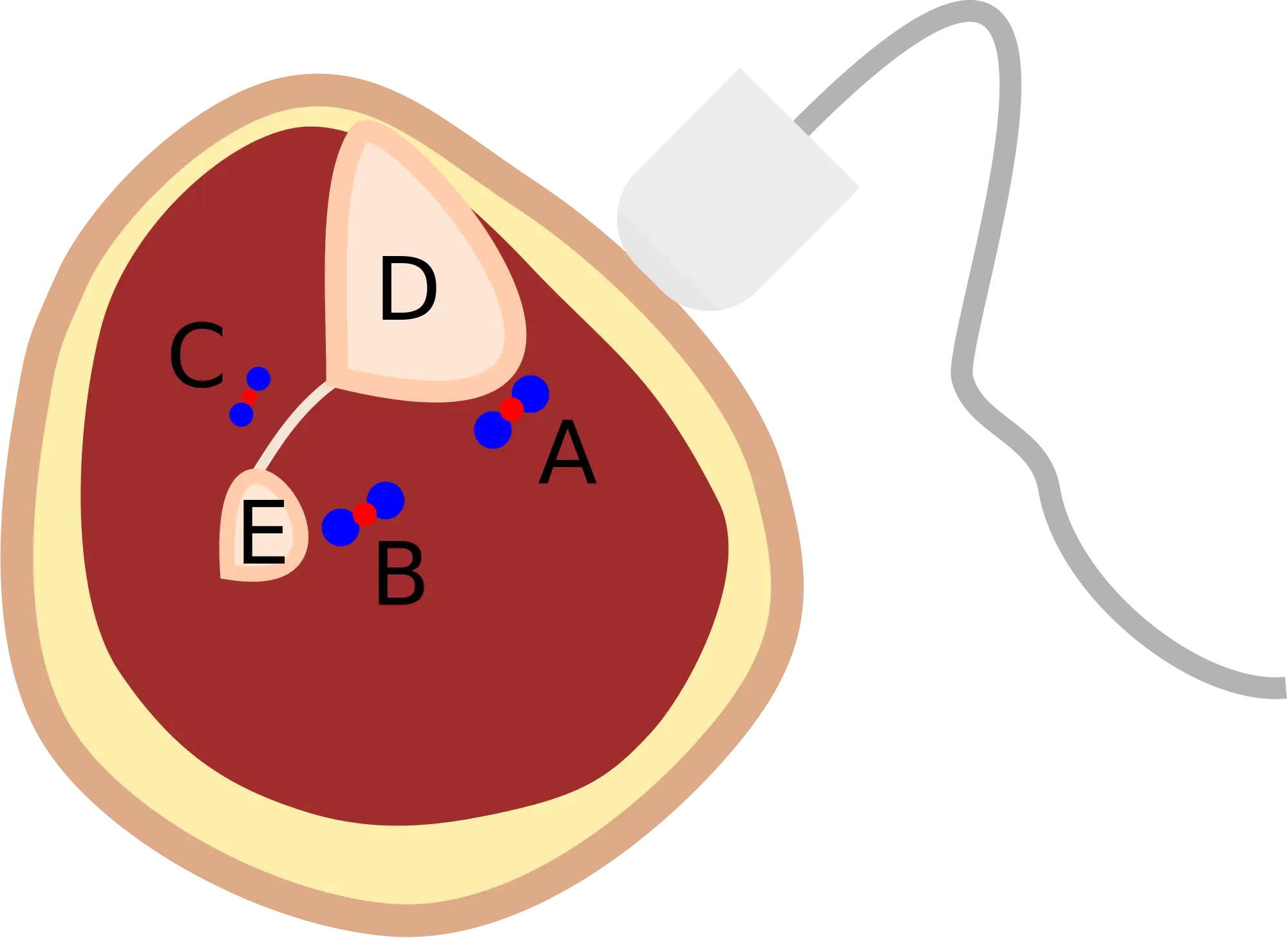 Anatomical Diagram with Labels