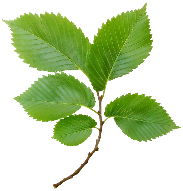 Green Leaf Branch Illustration