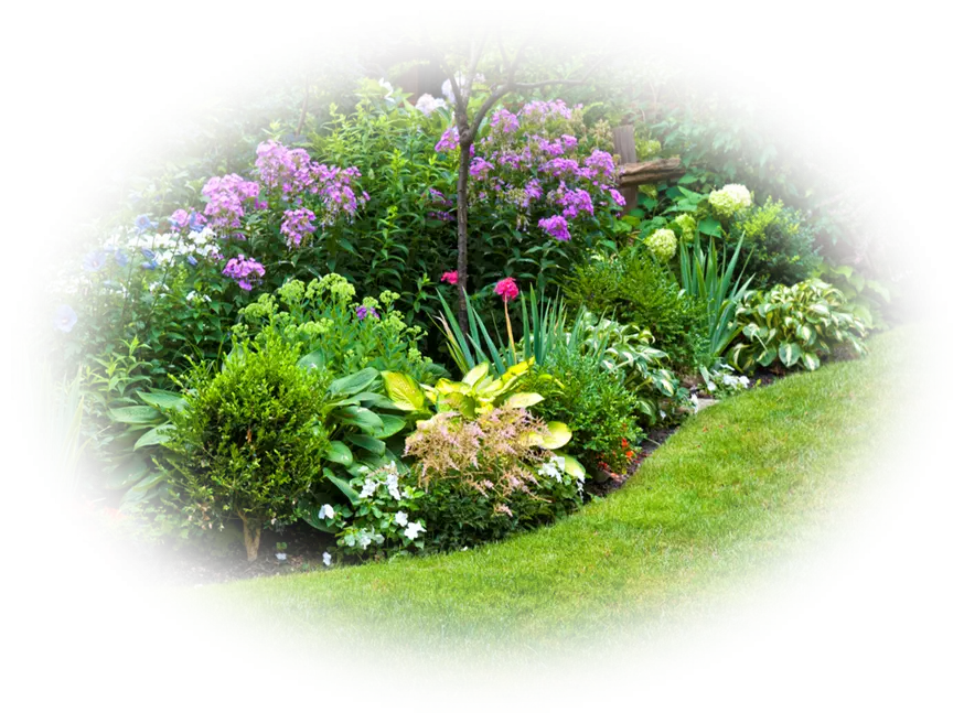 Beautiful Garden with Flowers and Plants