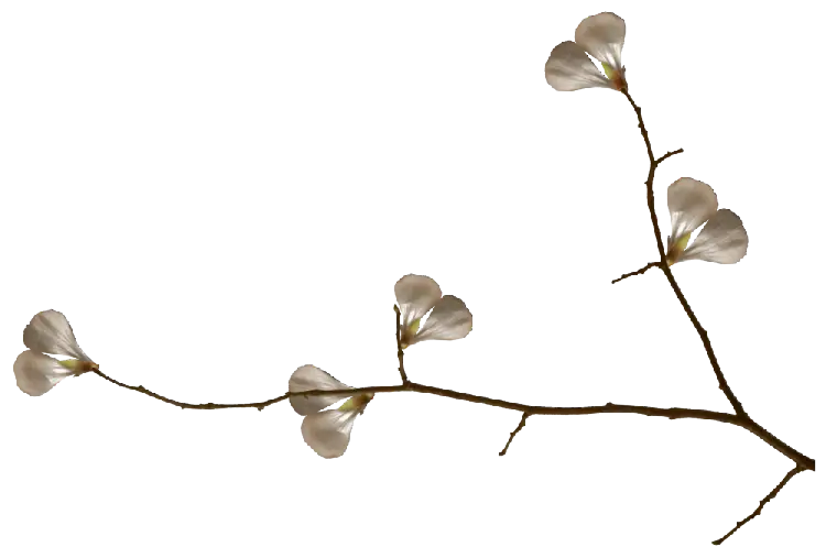 Branch with White Flowers