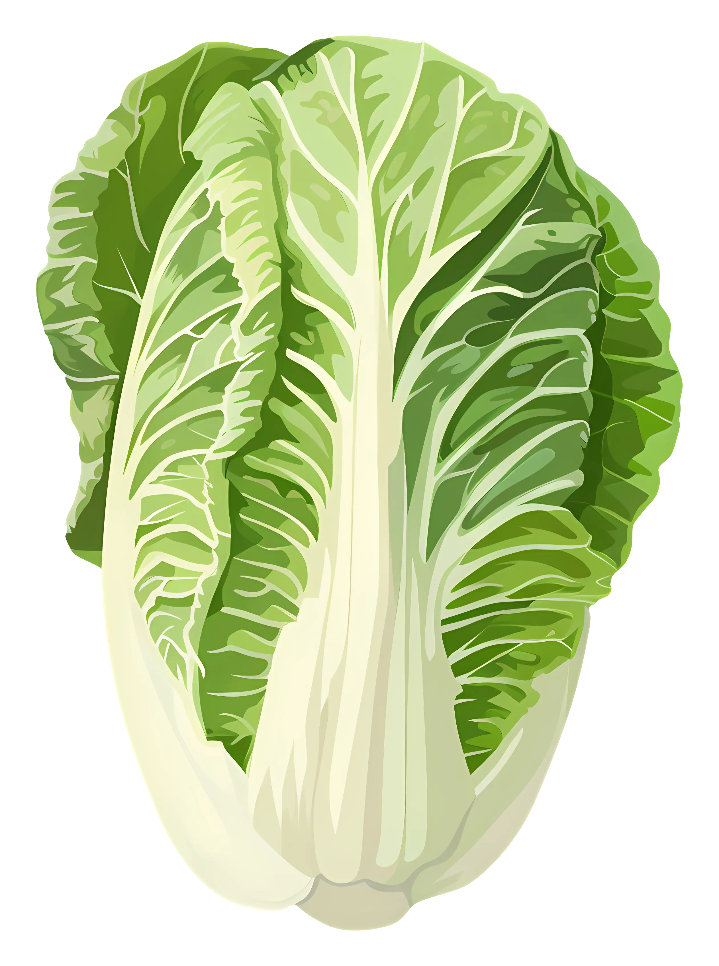 Napa Cabbage Illustration