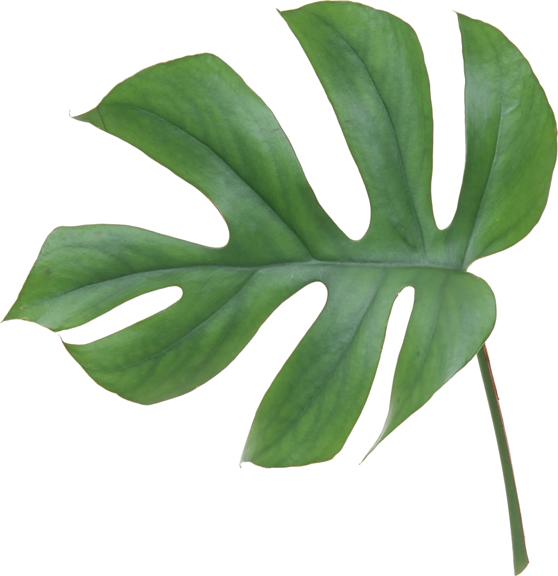 Green Monstera Leaf