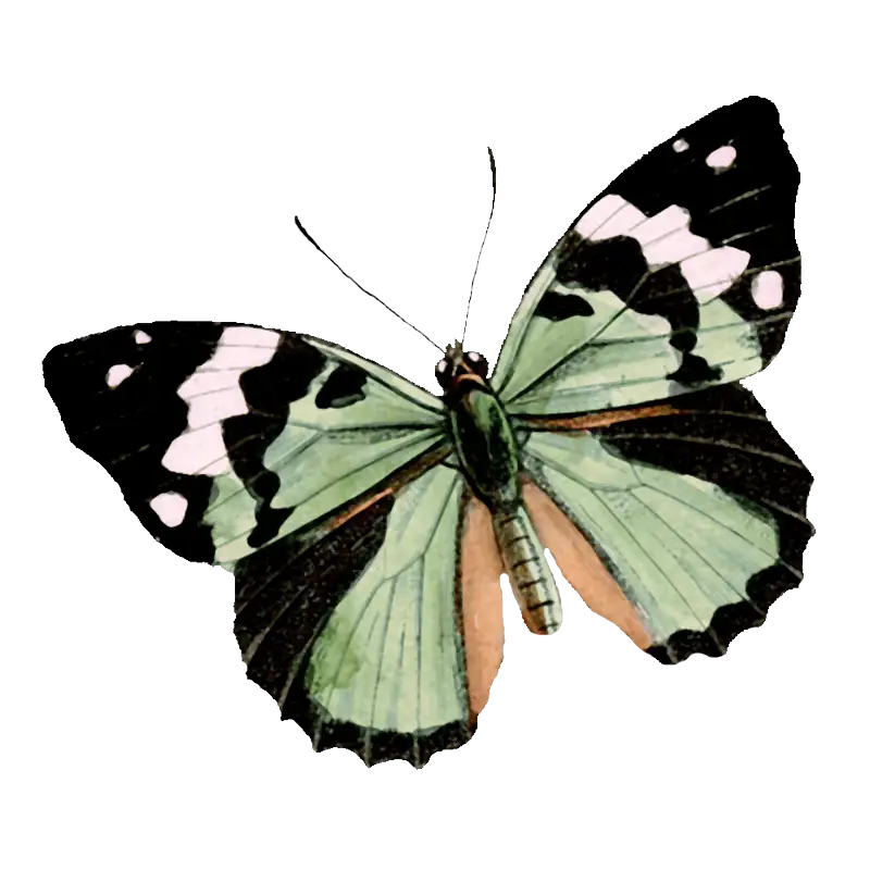 Green Butterfly with Patterned Wings