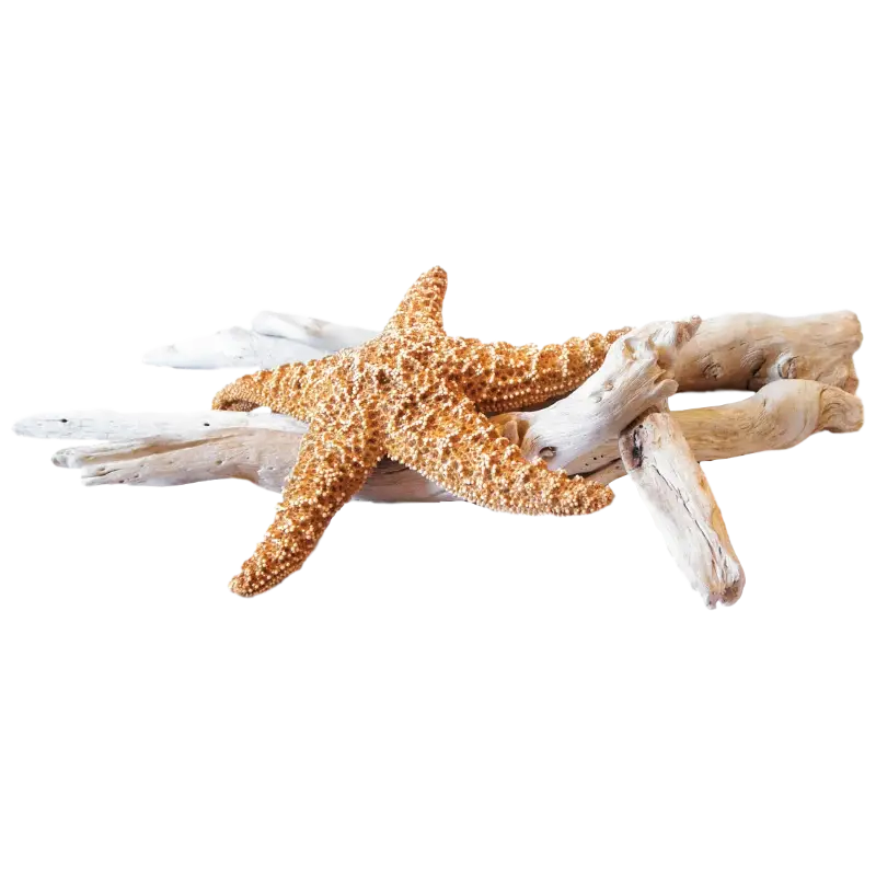 Starfish on Driftwood