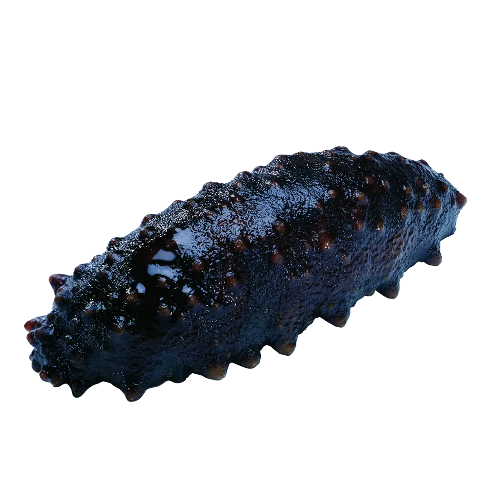 Sea Cucumber Photo
