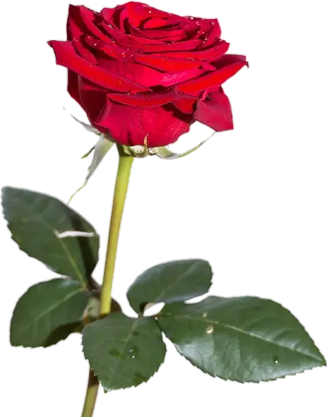 Red Rose with Dew and Green Leaves