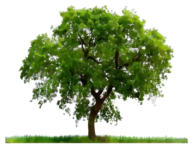 Tree Illustration with Green Leaves and Grass