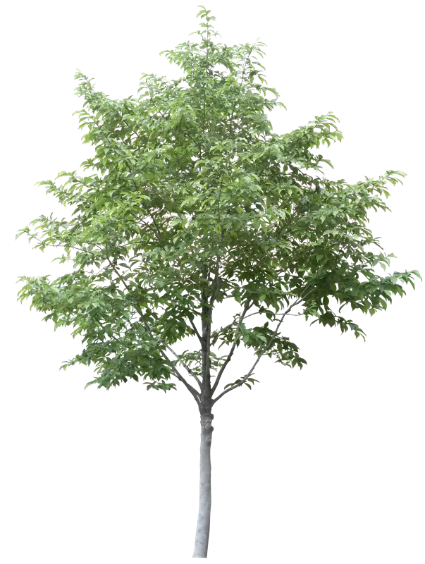 Lush Green Tree with Leaves