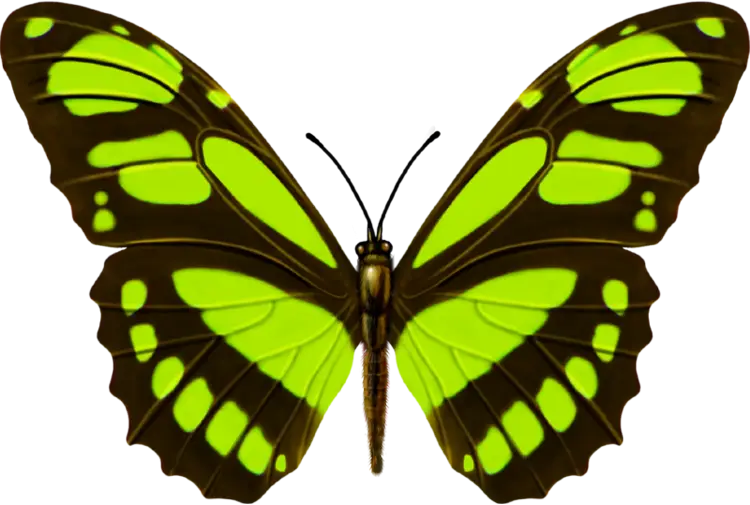 Green and Brown Butterfly Illustration