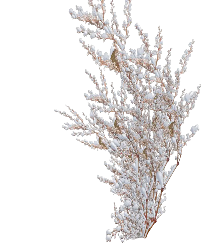 Snowy Branches in Winter Season