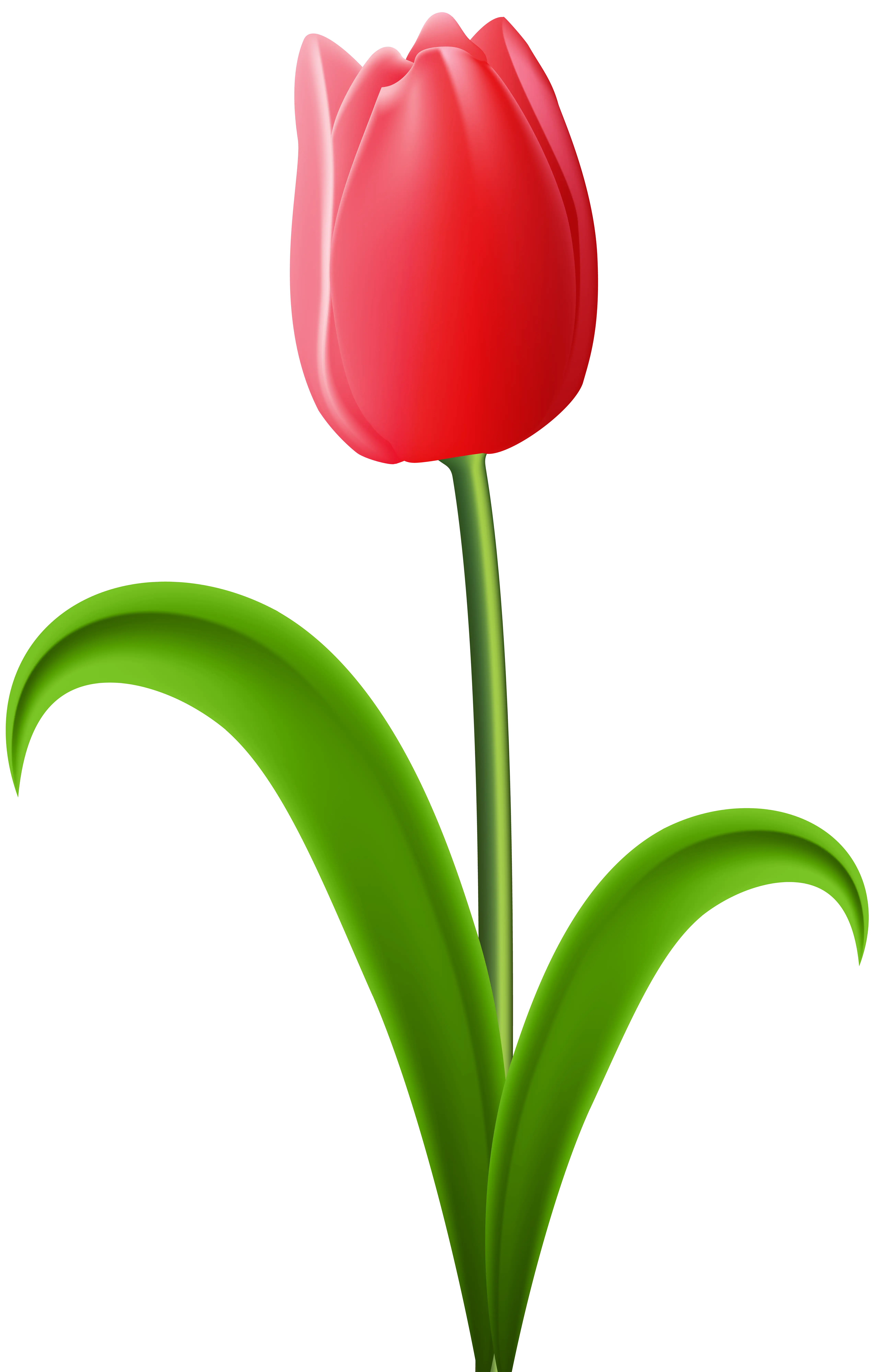 Minimalistic Simple Red Tulip