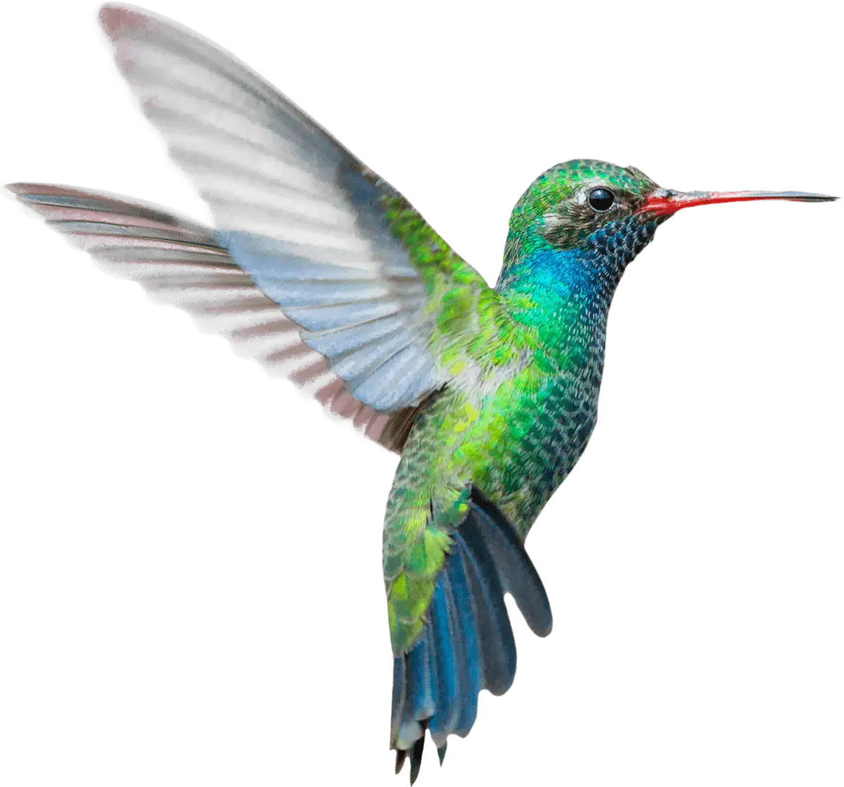 Colorful Hummingbird in Flight