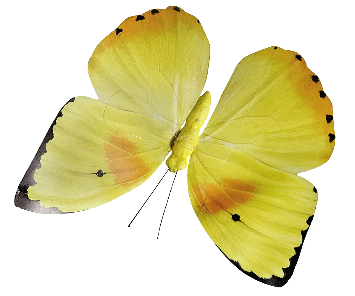Yellow Butterfly with Patterned Wings