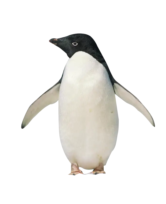 AdÃ©lie Penguin Standing with Open Wings