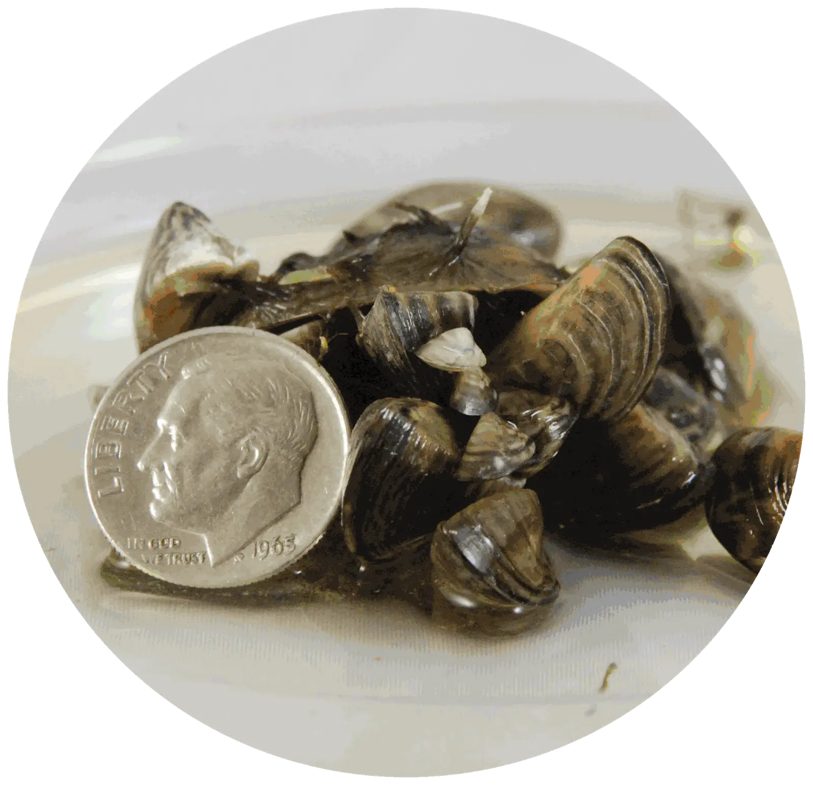 Invasive Zebra Mussels