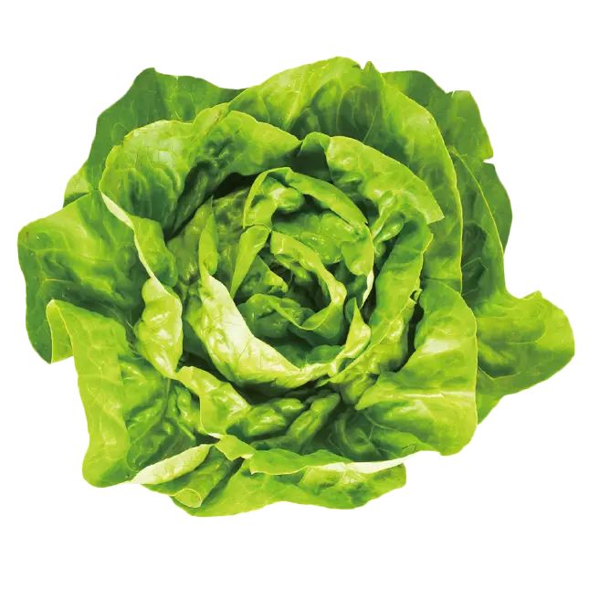 Fresh Green Lettuce for Healthy Eating