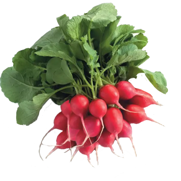 Fresh Bundle of Radishes with Leaves