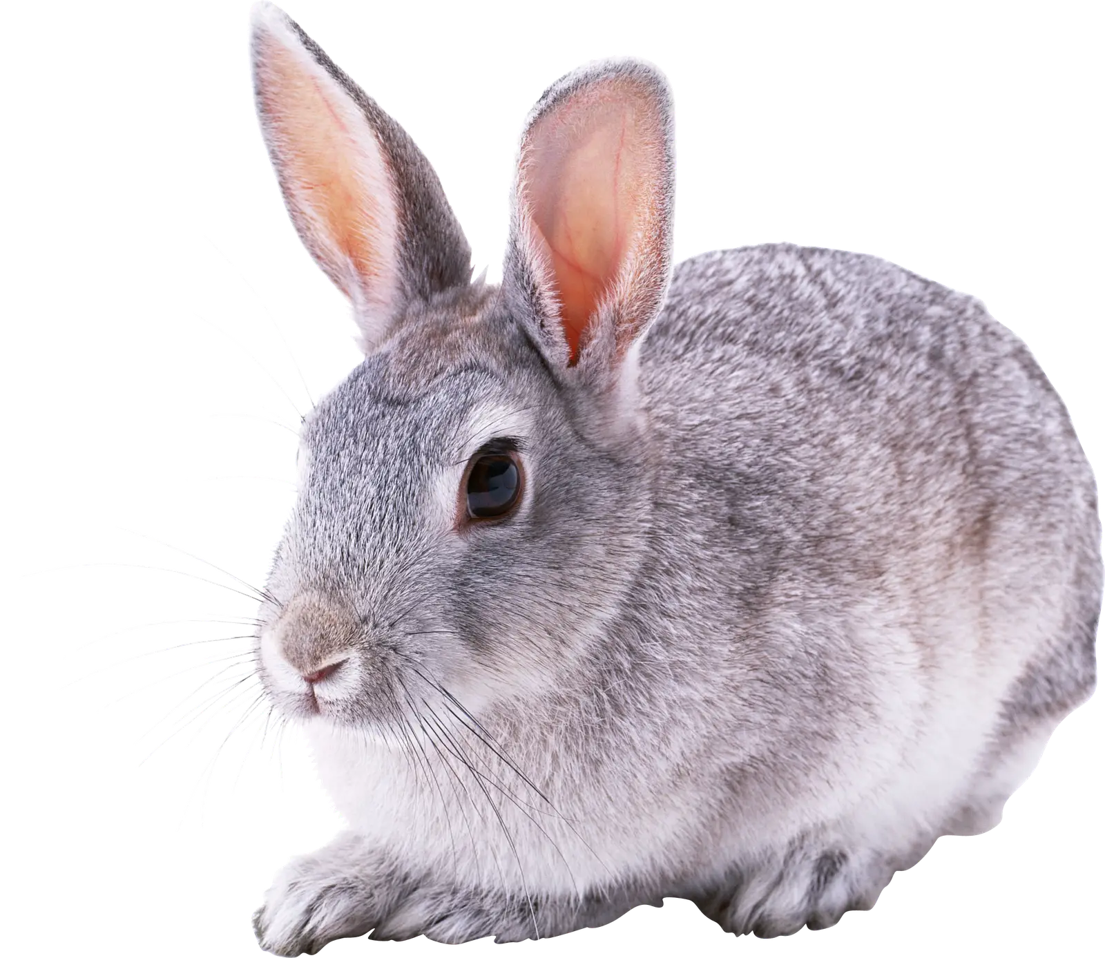Gray Rabbit and Cute Animal Scene