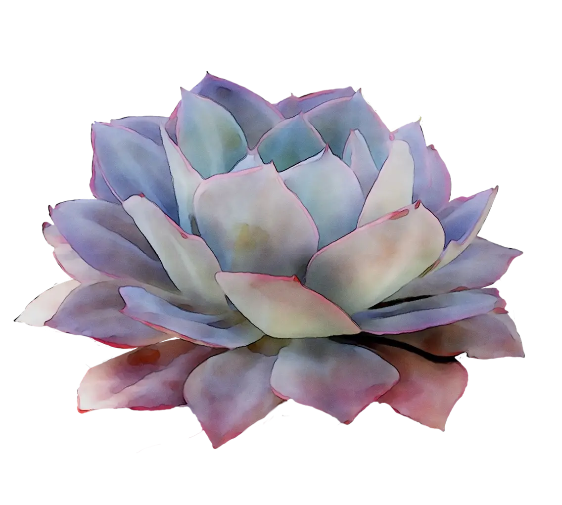 Colorful Succulent Plant with Multicolored Leaves