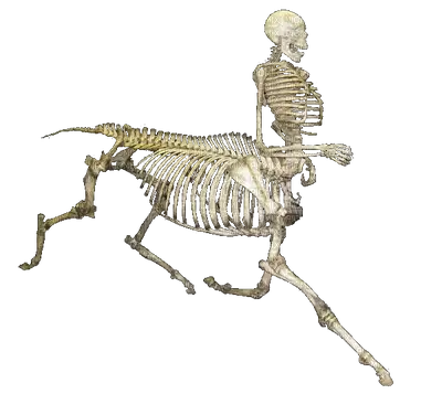 Centaur Skeleton Illustration