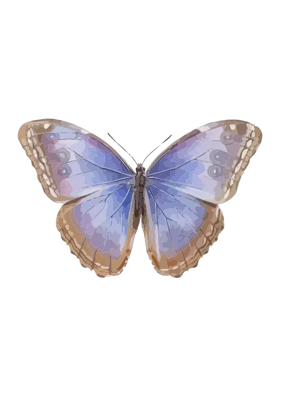 Blue Butterfly Illustration