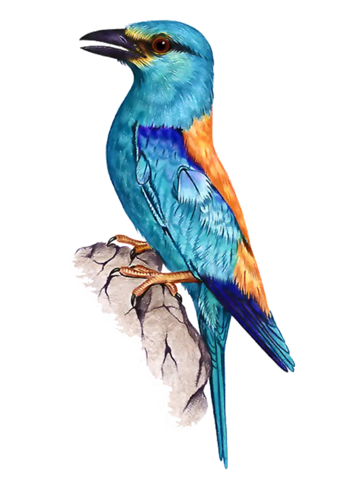 Colorful Blue Bird Perched on a Rock