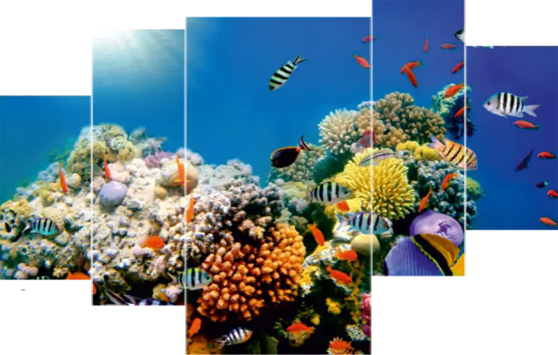 Colorful Coral Reef