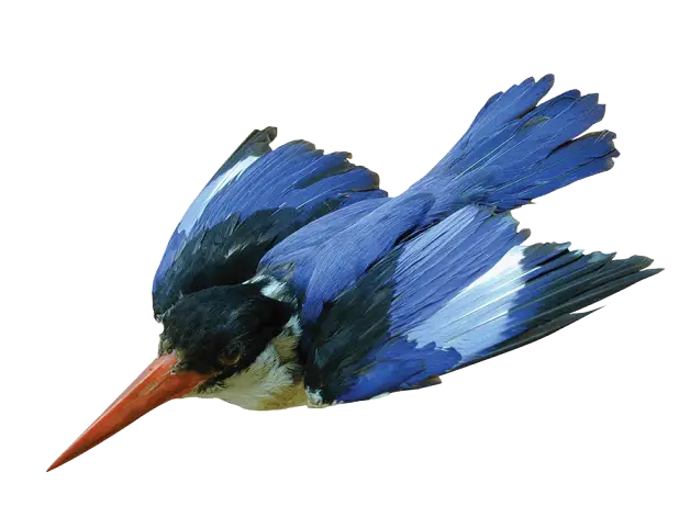Blue Bird in Flight
