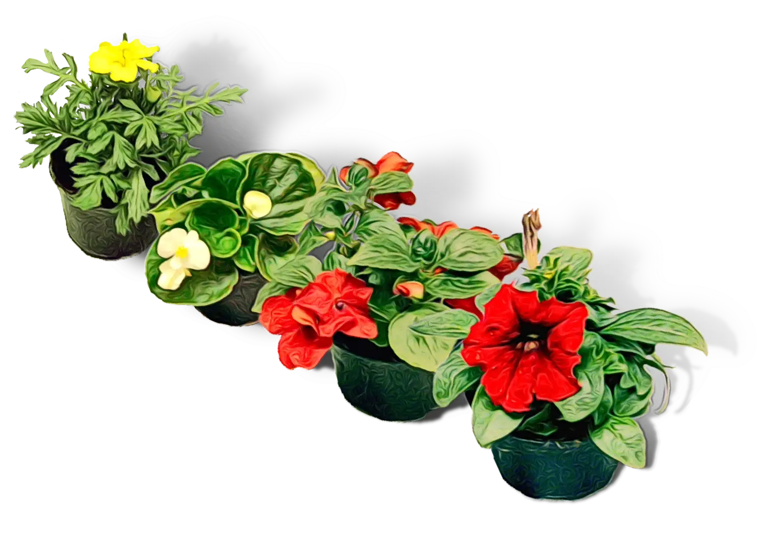Potted Flowers with Green Leaves and Blooms