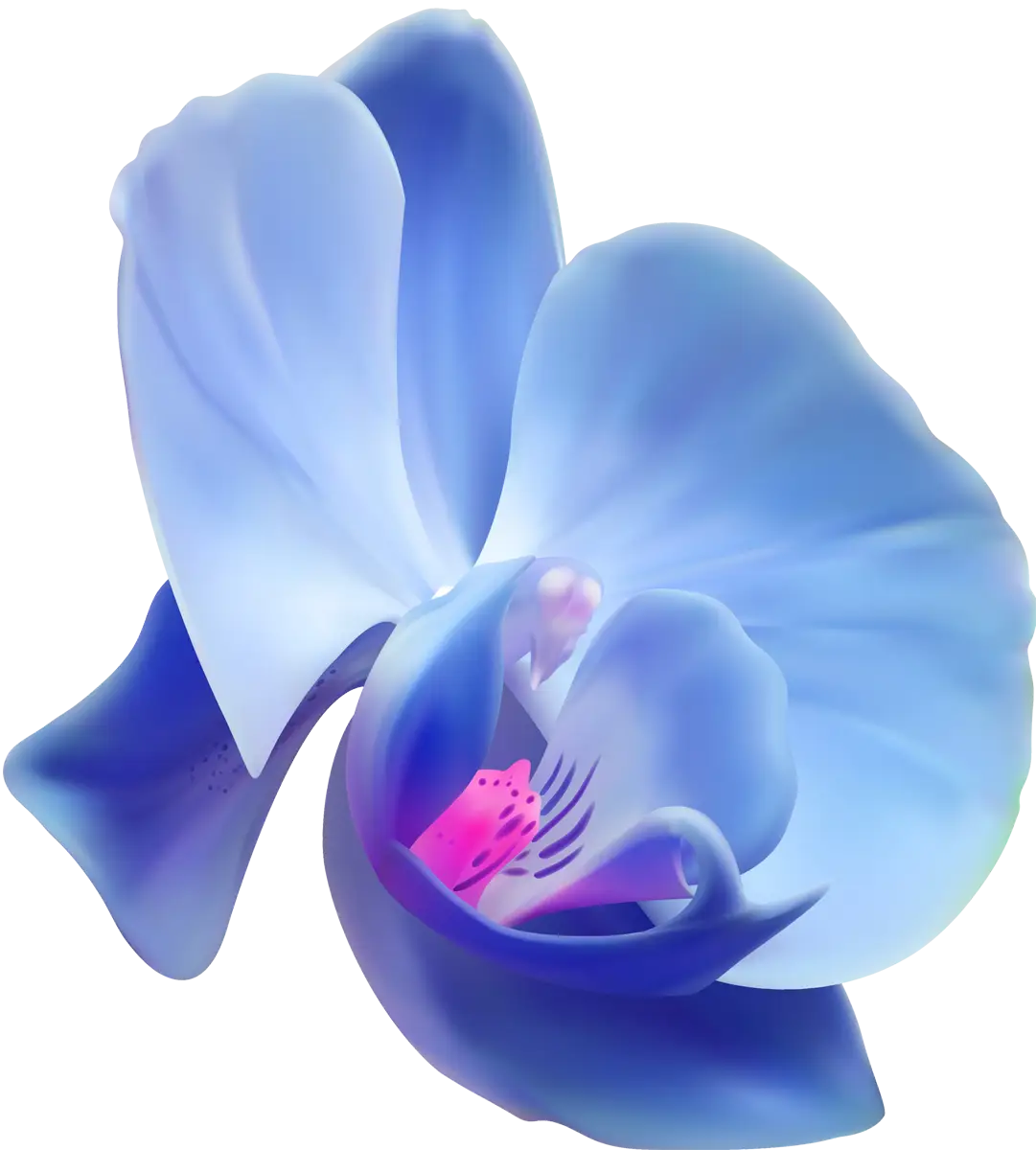 Delicate blue orchid flower