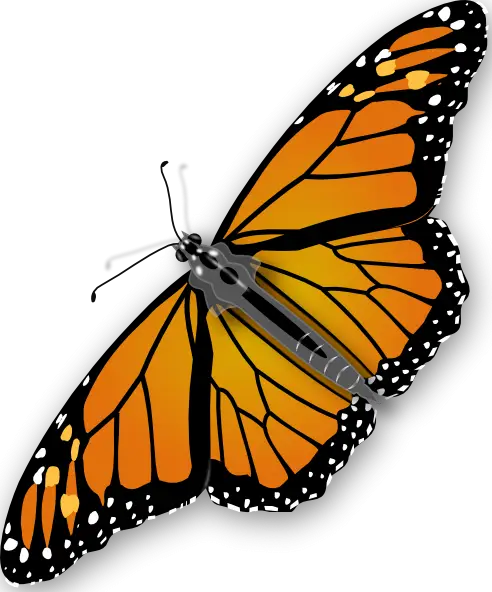 Orange Monarch Butterfly with Beautiful Wings