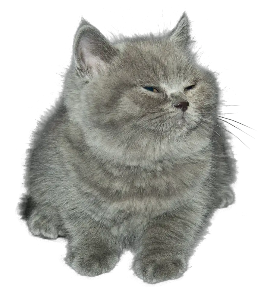 Adorable Fluffy Gray Kitten