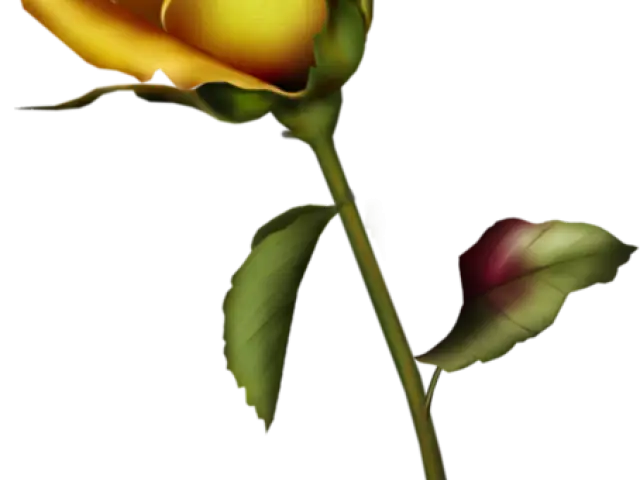 Elegant Yellow Rose Flower Illustration