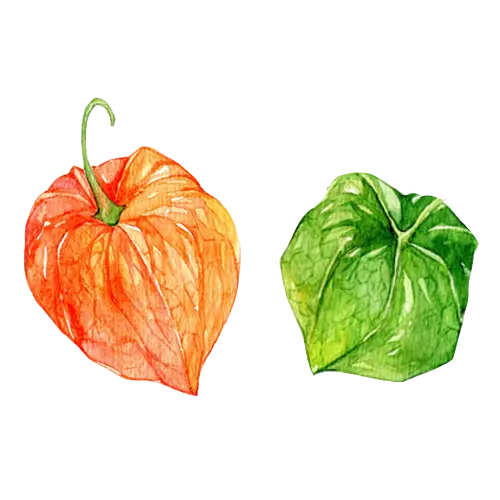 Orange and Green Leaves Illustration