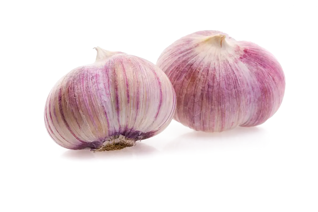 Fresh Garlic Bulbs