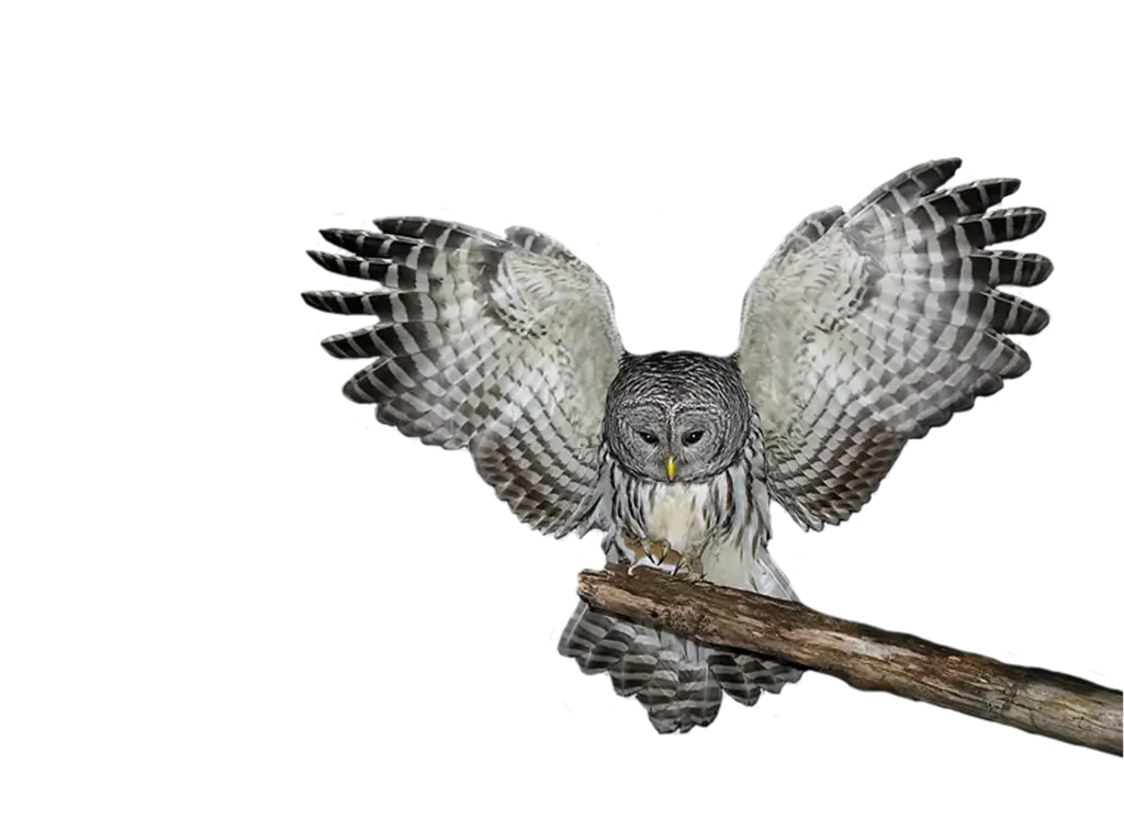 Owl with Wings Spread