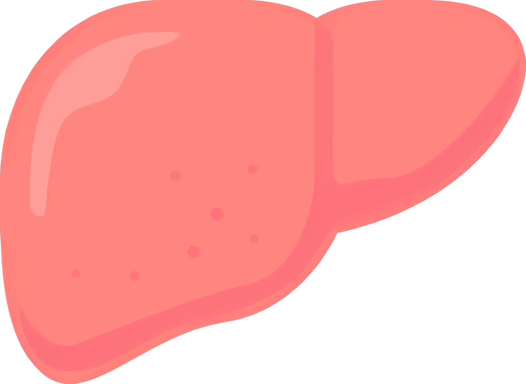 Human Liver Medical Illustration