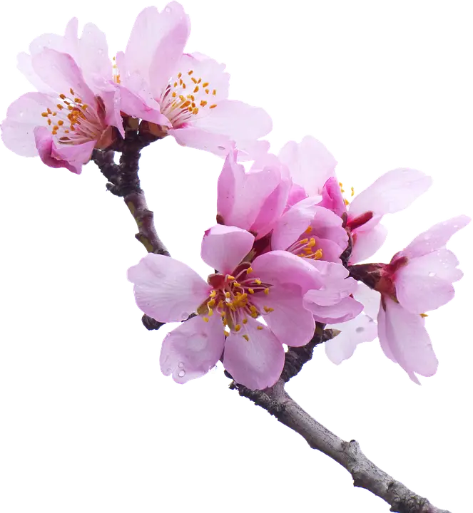 Pink Cherry Blossoms Branch