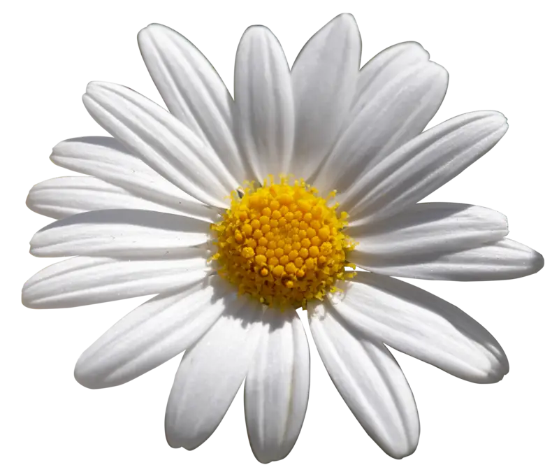 Beautiful Daisy Flower with White Petals