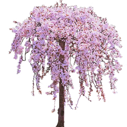 Cherry Blossom Tree in Full Bloom