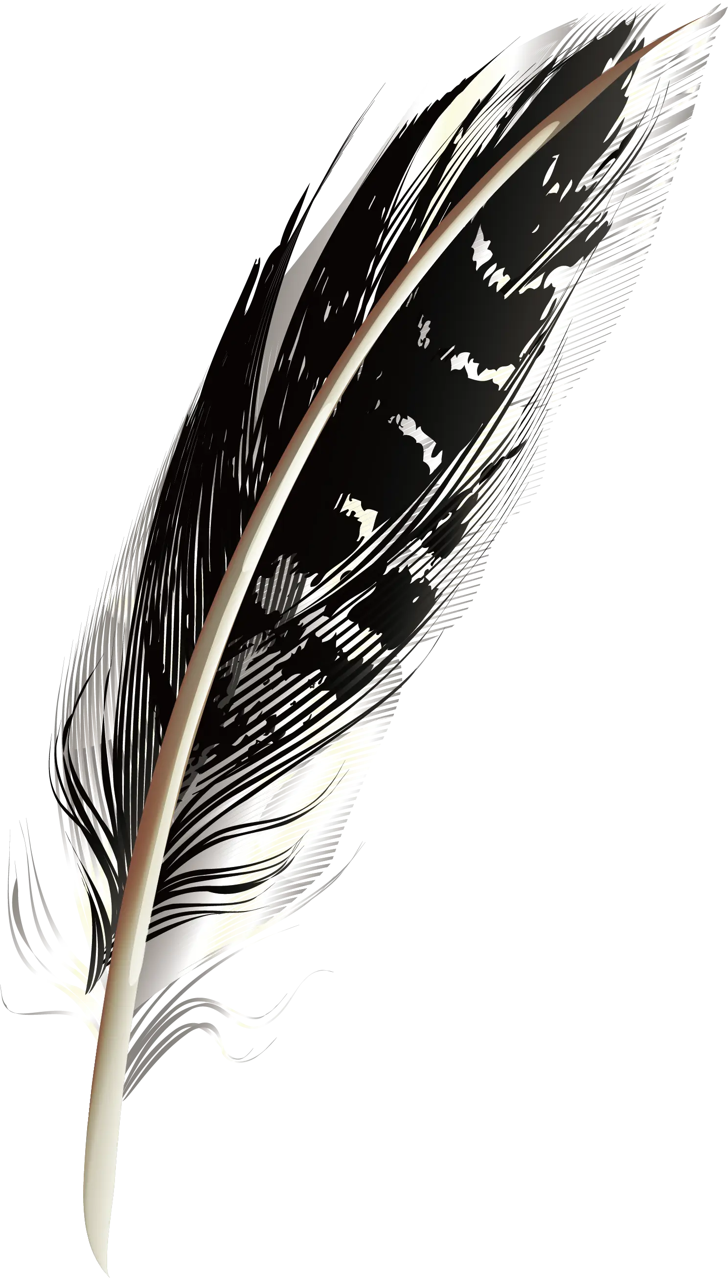 Black Feather Illustration with Detailed Art Design