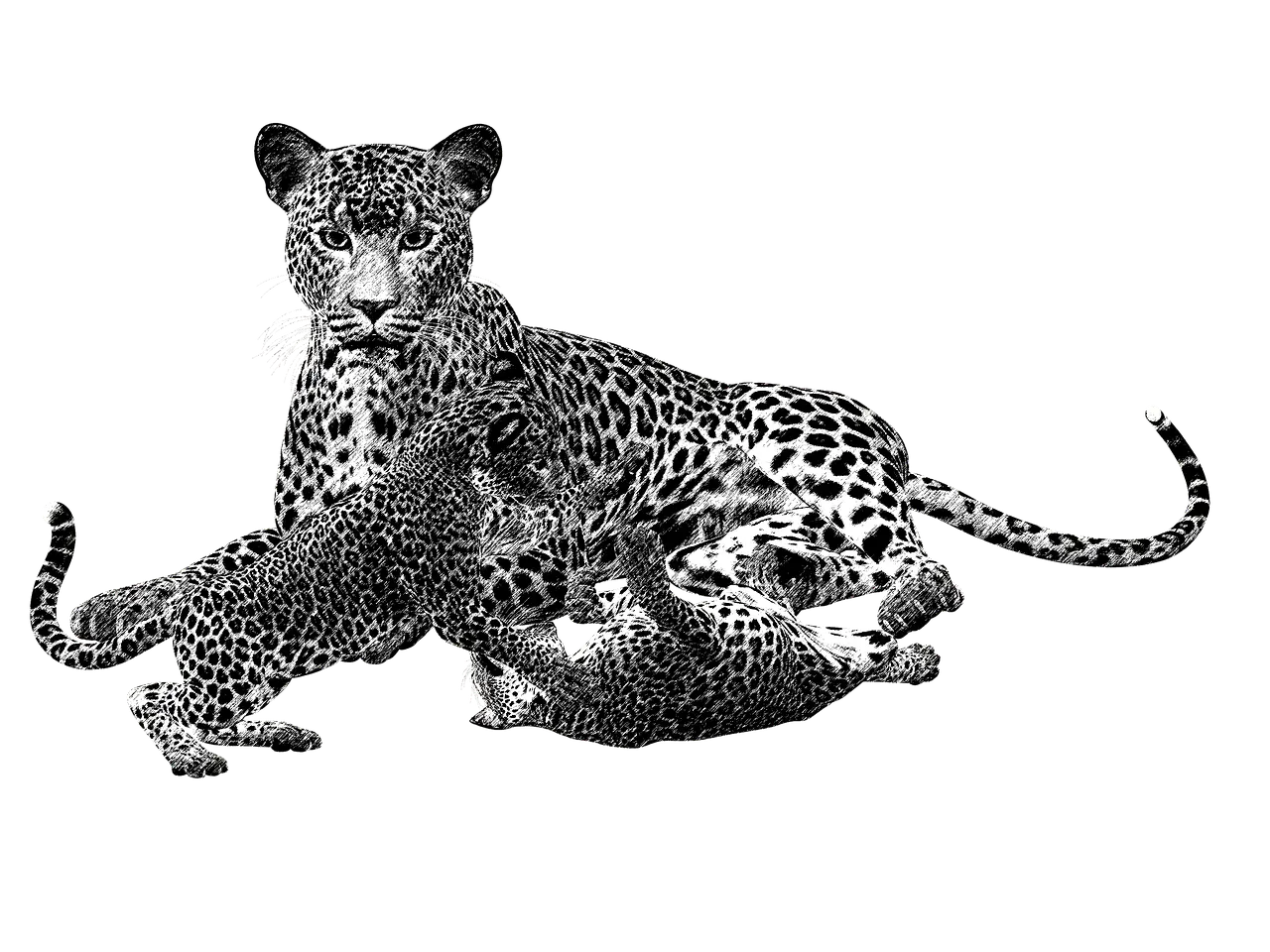 Leopard Family with Cubs Illustration