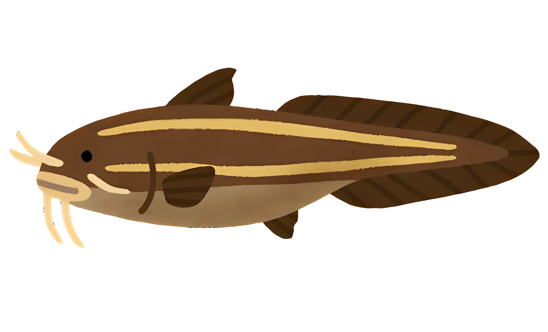 Striped Catfish Illustration for Aquatic Life