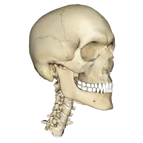 Detailed Human Skull with Neck Vertebrae