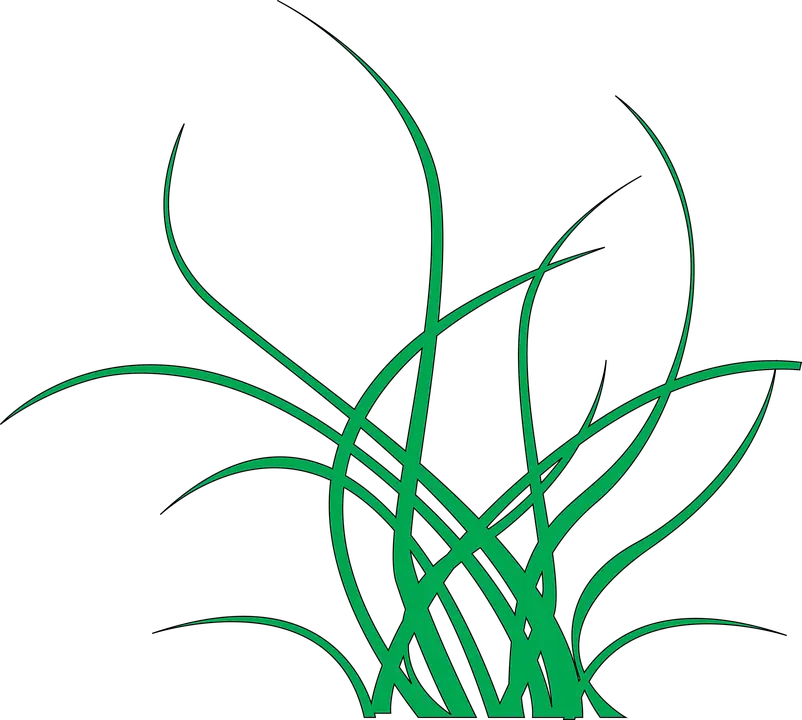 Green Grass Illustration