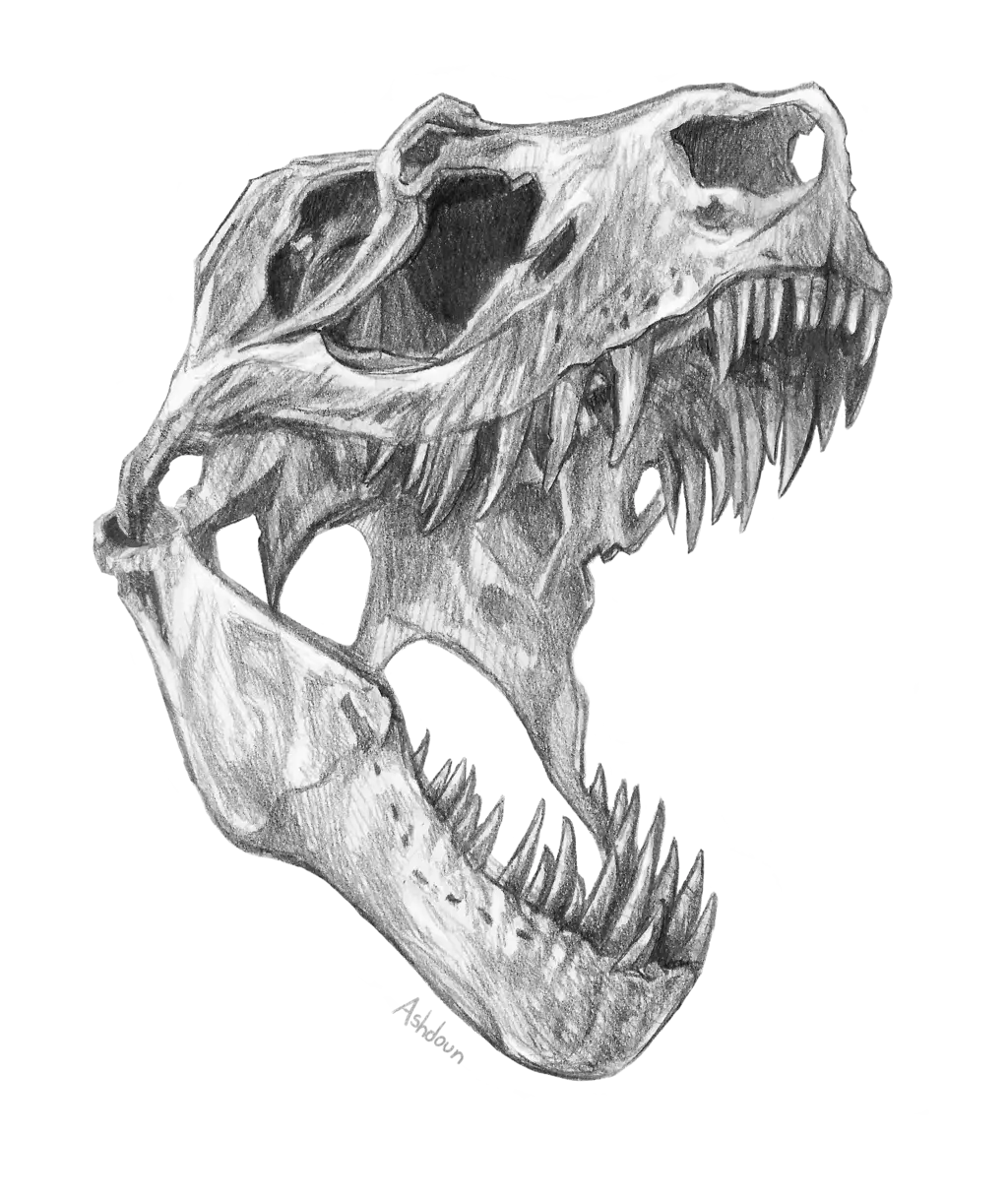 Dinosaur Skull Fossil Illustration