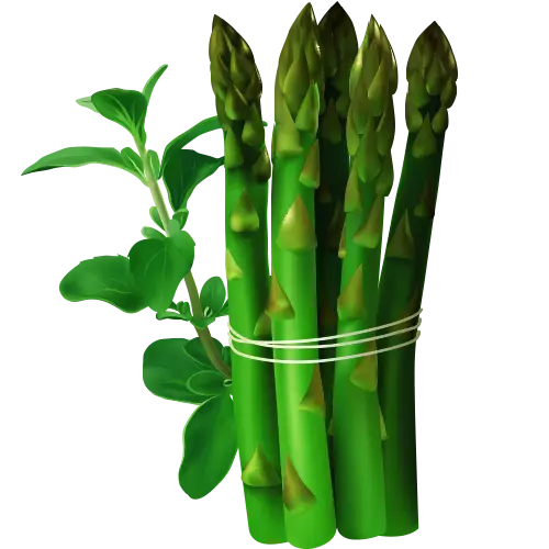Fresh Green Asparagus Bundle